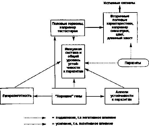 Иллюстрация к книге — Тайны пола. Мужчина и женщина в зеркале эволюции [i_021.jpg]