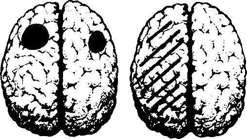Иллюстрация к книге — Тайны пола. Мужчина и женщина в зеркале эволюции [i_027.jpg]