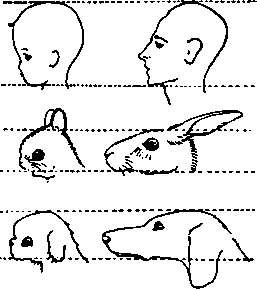 Иллюстрация к книге — Тайны пола. Мужчина и женщина в зеркале эволюции [i_043.jpg]