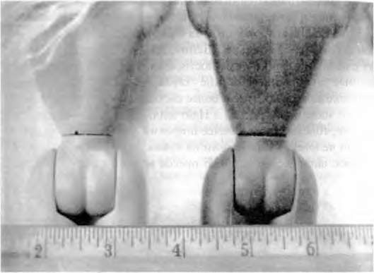 Иллюстрация к книге — Тайны пола. Мужчина и женщина в зеркале эволюции [i_064.jpg]