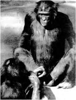 Иллюстрация к книге — Тайны пола. Мужчина и женщина в зеркале эволюции [i_075.jpg]