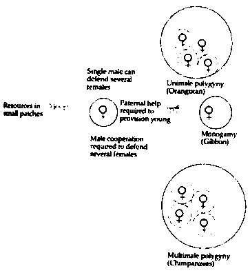 Иллюстрация к книге — Тайны пола. Мужчина и женщина в зеркале эволюции [i_077.jpg]