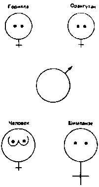 Иллюстрация к книге — Тайны пола. Мужчина и женщина в зеркале эволюции [i_080.jpg]