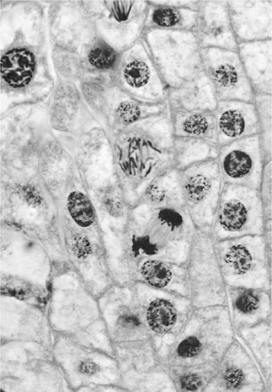 Иллюстрация к книге — Восхождение человечества [i_045.jpg]