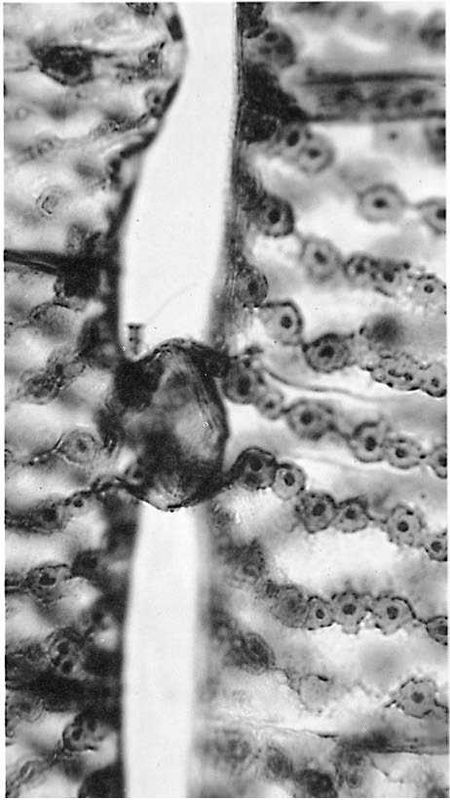 Иллюстрация к книге — Восхождение человечества [i_047.jpg]