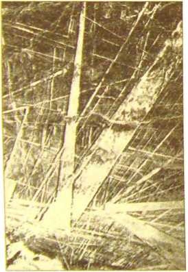 Иллюстрация к книге — Пустыня Наска. Следы иного разума [i_029.jpg]