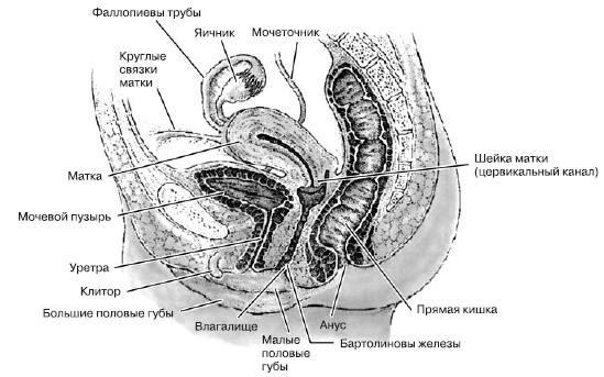 Иллюстрация к книге — Психология подросткового и юношеского возраста [autogen_ebook_id45.jpg]