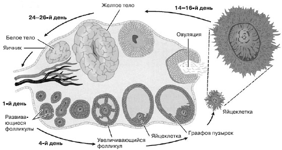 Иллюстрация к книге — Психология подросткового и юношеского возраста [autogen_ebook_id47.jpg]
