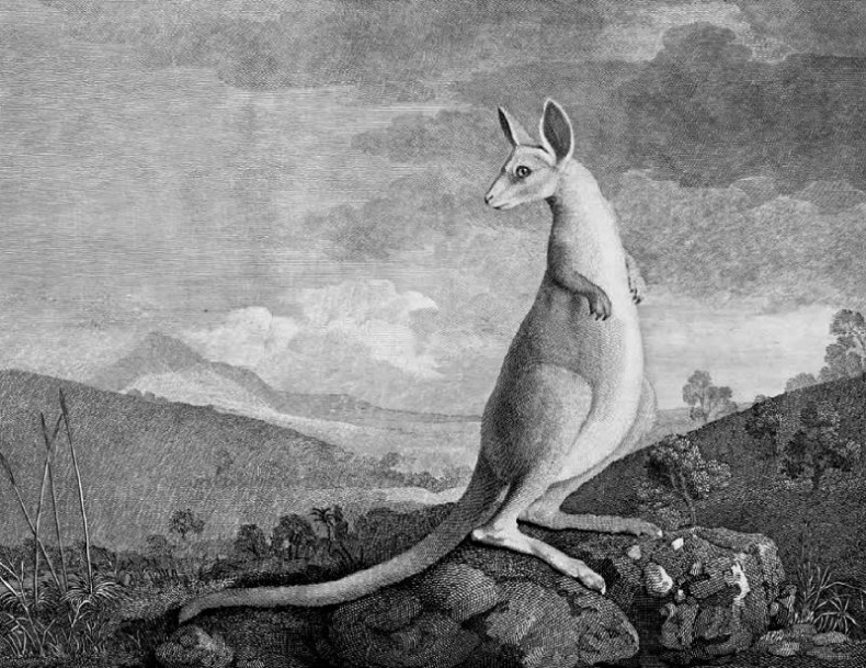 Иллюстрация к книге — Сквозь зеркало языка [i_010.jpg]