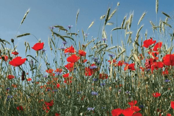 Иллюстрация к книге — Сквозь зеркало языка [i_024.jpg]