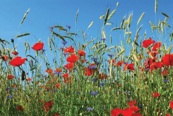 Иллюстрация к книге — Сквозь зеркало языка [i_025.jpg]