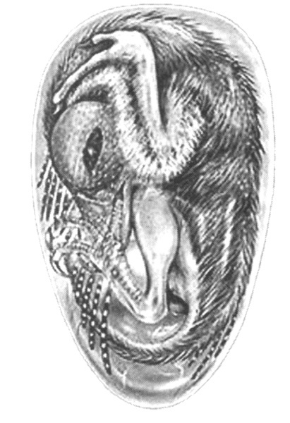 Иллюстрация к книге — Леденящие звезды. Новая теория глобальных изменений климата [i_011.jpg]