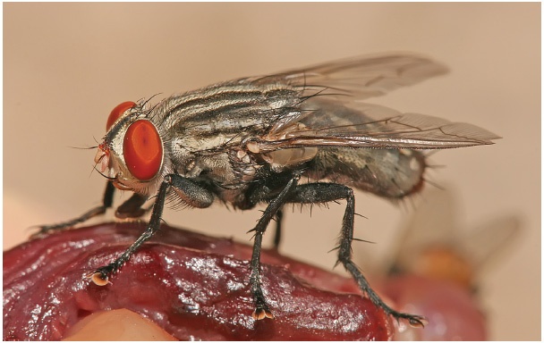 Иллюстрация к книге — Анатомия преступления. Что могут рассказать насекомые, отпечатки пальцев и ДНК [i_044.jpg]