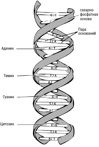 Иллюстрация к книге — Был ли Бог математиком? Галопом по божественной Вселенной с калькулятором, штангенциркулем и таблицами Брадиса [i_064.jpg]