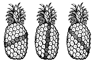 Иллюстрация к книге — Число Бога. Золотое сечение – формула мироздания [_169_1.jpg]