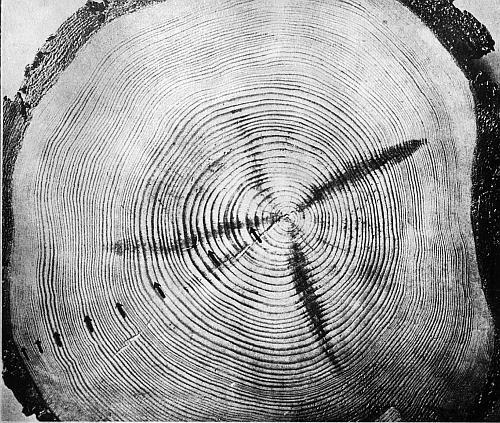 Иллюстрация к книге — В погоне за Солнцем [_51.jpg]