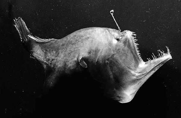 Иллюстрация к книге — В погоне за Солнцем [_64.jpg]