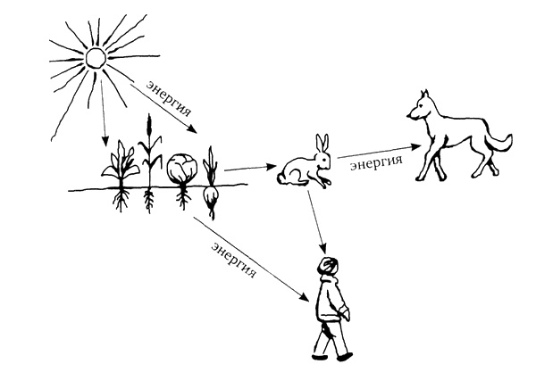Иллюстрация к книге — Здоровая пища - поиски идеала. Есть ли золотая середина в запутанном мире диет? [i_007.jpg]