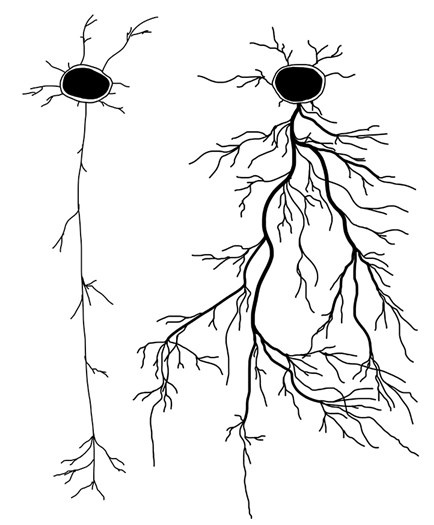 Иллюстрация к книге — Преломление. Наука видеть иначе [i_019.jpg]