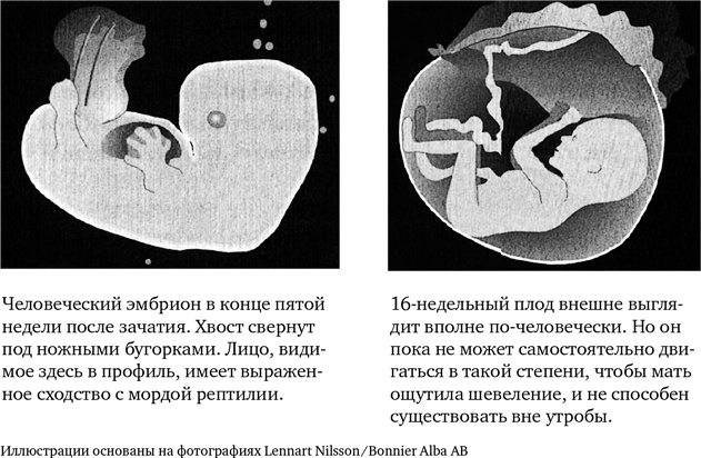 Иллюстрация к книге — Миллиарды и миллиарды. Размышления о жизни и смерти на рубеже тысячелетий [i_022.jpg]