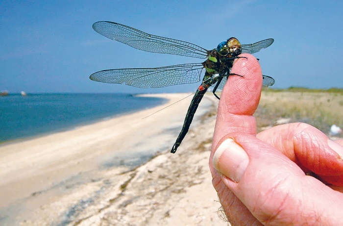 Иллюстрация к книге — Интернет животных [i_002.jpg]