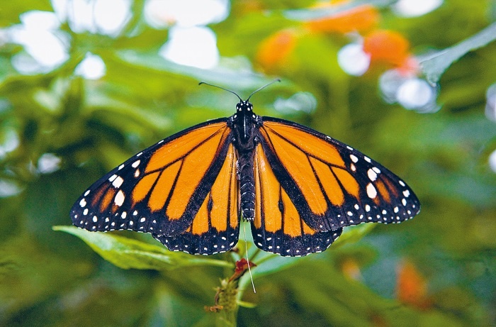 Иллюстрация к книге — Интернет животных [i_005.jpg]