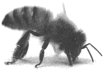 Иллюстрация к книге — Занимательное волноведение. Волнения и колебания вокруг нас [i_029.jpg]