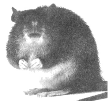 Иллюстрация к книге — Занимательное волноведение. Волнения и колебания вокруг нас [i_051.jpg]