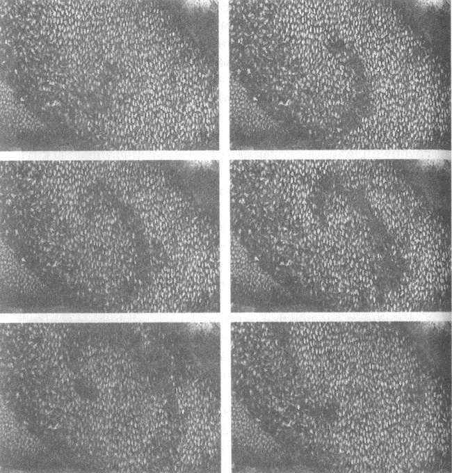 Иллюстрация к книге — Занимательное волноведение. Волнения и колебания вокруг нас [i_083.jpg]