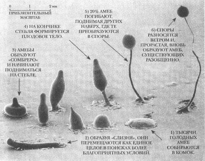 Иллюстрация к книге — Занимательное волноведение. Волнения и колебания вокруг нас [i_084.jpg]