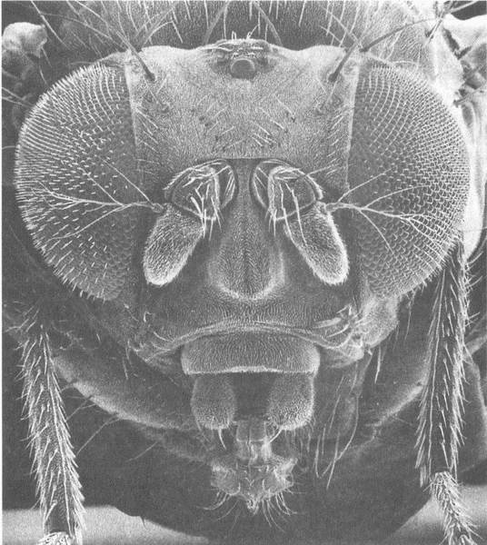 Иллюстрация к книге — Занимательное волноведение. Волнения и колебания вокруг нас [i_118.jpg]