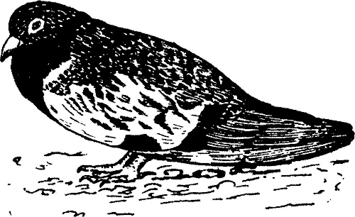 Иллюстрация к книге — Занимательная физиология [i_004.jpg]