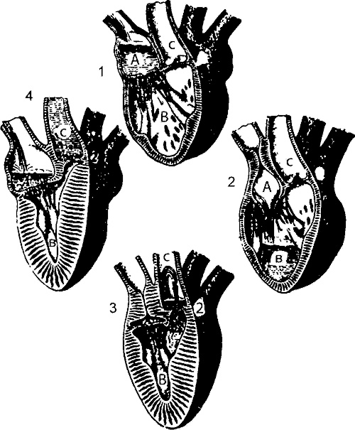 Иллюстрация к книге — Занимательная физиология [i_005.jpg]