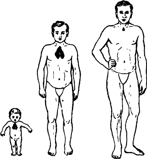 Иллюстрация к книге — Занимательная физиология [i_023.jpg]