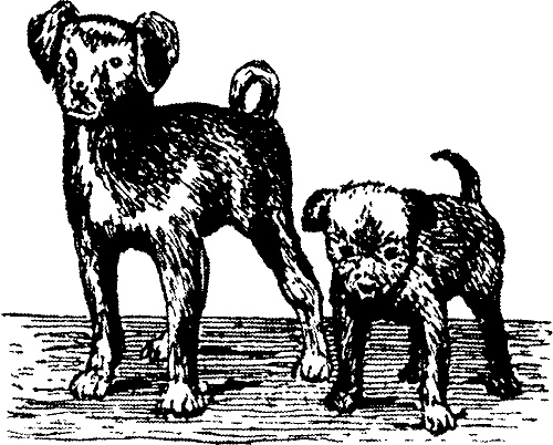 Иллюстрация к книге — Занимательная физиология [i_026.jpg]