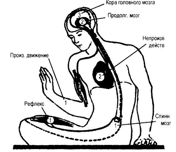 Иллюстрация к книге — Занимательная физиология [i_032.jpg]