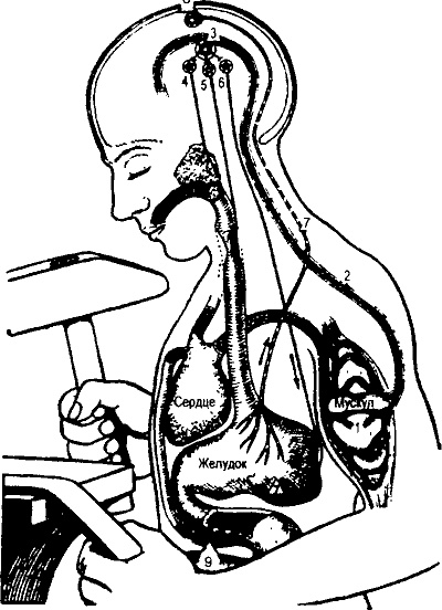 Иллюстрация к книге — Занимательная физиология [i_034.jpg]