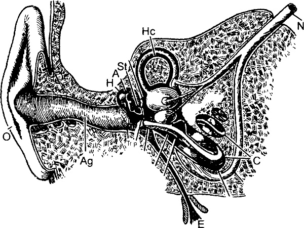 Иллюстрация к книге — Занимательная физиология [i_037.jpg]