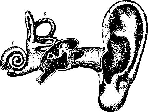 Иллюстрация к книге — Занимательная физиология [i_038.jpg]