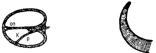 Иллюстрация к книге — Занимательная физиология [i_039.jpg]