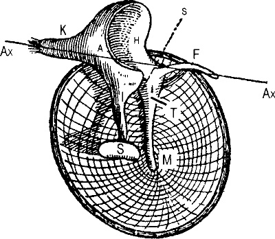 Иллюстрация к книге — Занимательная физиология [i_040.jpg]