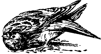 Иллюстрация к книге — Занимательная физиология [i_043.jpg]