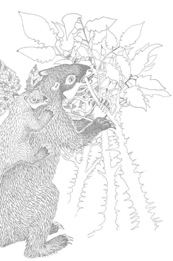 Иллюстрация к книге — Люди и звери. Мифы и реальность [i_007.jpg]