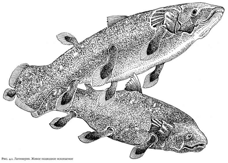 Иллюстрация к книге — Люди и звери. Мифы и реальность [i_015.jpg]