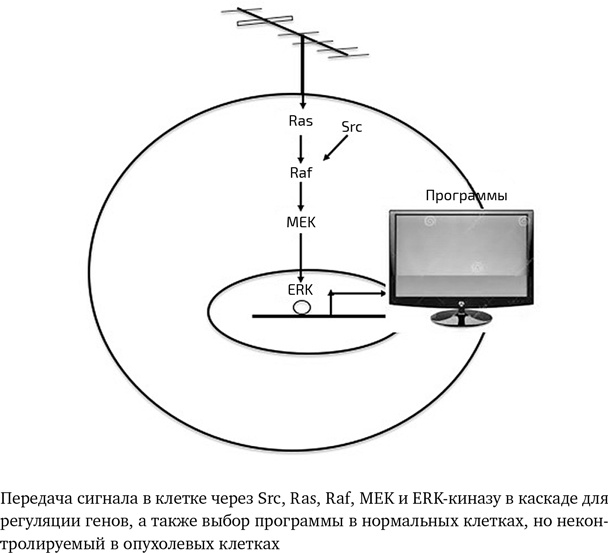 Иллюстрация к книге — Вирусы. Скорее друзья, чем враги [i_009.jpg]
