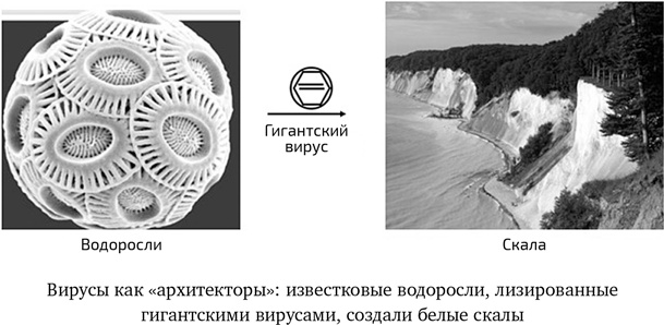 Иллюстрация к книге — Вирусы. Скорее друзья, чем враги [i_013.jpg]