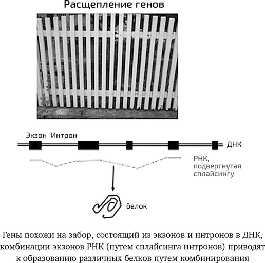 Иллюстрация к книге — Вирусы. Скорее друзья, чем враги [i_019.jpg]