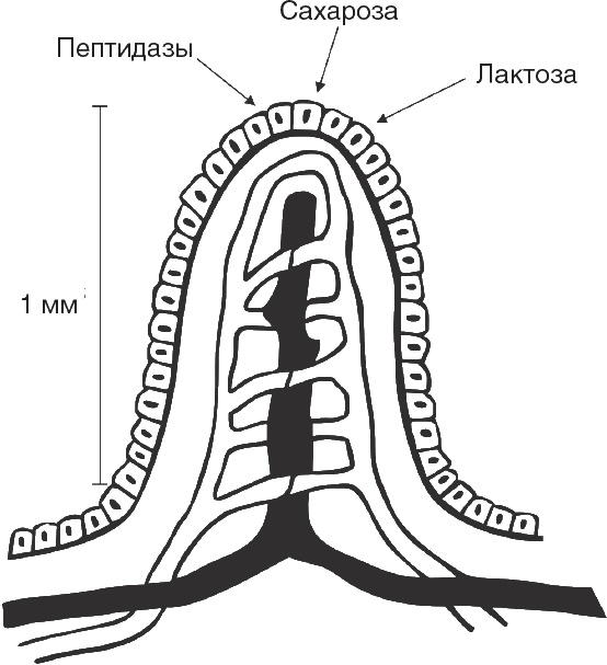 Иллюстрация к книге — Твой второй мозг - кишечник. Книга-компас по невидимым связям нашего тела [i_010.jpg]