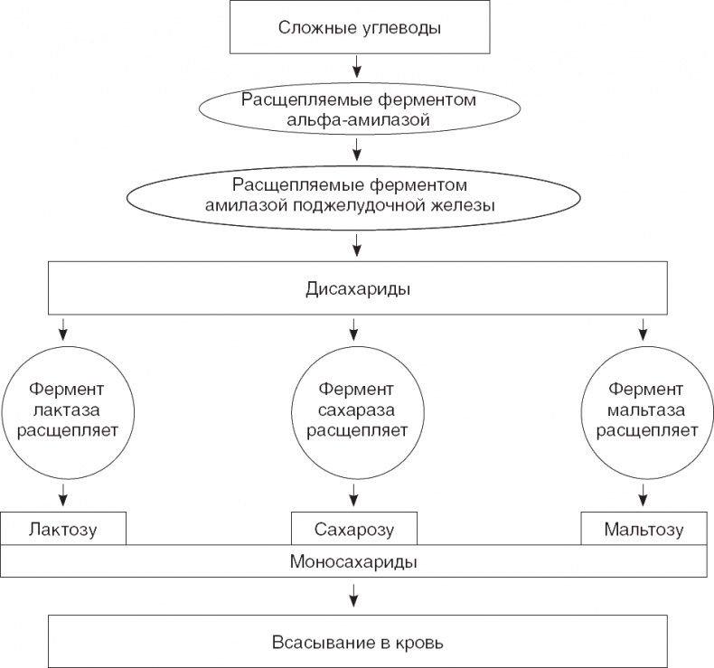 Иллюстрация к книге — Твой второй мозг - кишечник. Книга-компас по невидимым связям нашего тела [i_011.jpg]