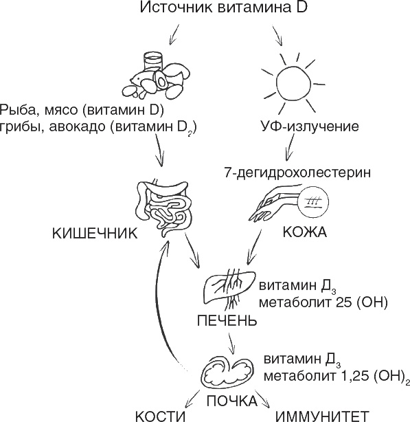 Иллюстрация к книге — Твой второй мозг - кишечник. Книга-компас по невидимым связям нашего тела [i_060.jpg]